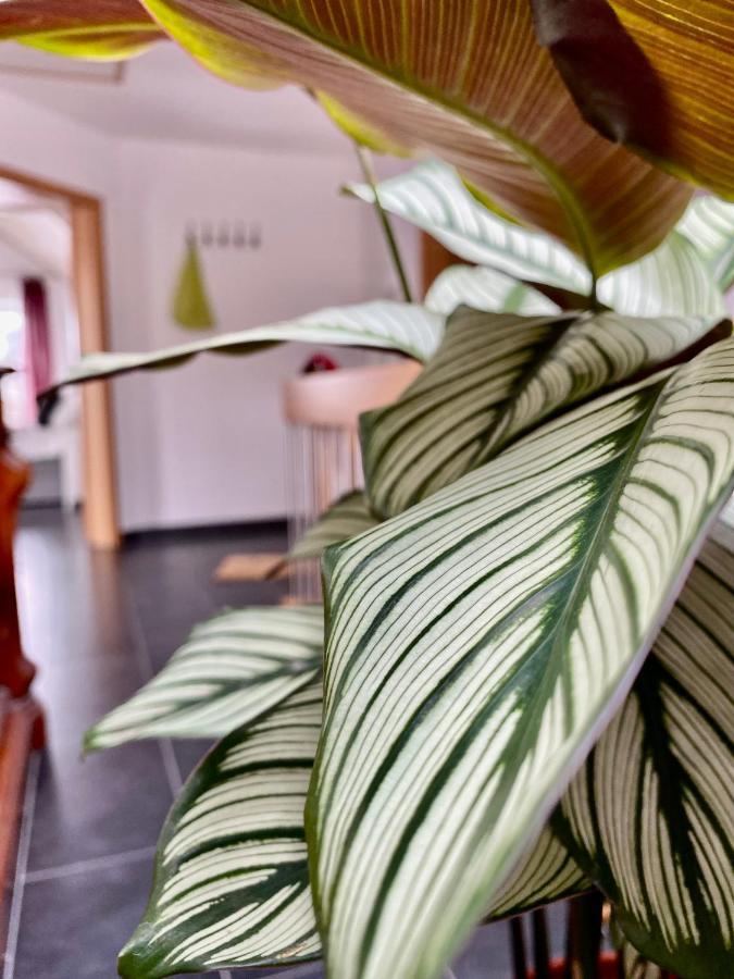 Moderne Ferienwohnung Seeblick Freudenberg  Eksteriør billede